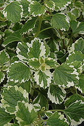 Variegated Swedish Ivy (Plectranthus coleoides 'Variegata') at Make It Green Garden Centre