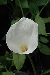 Calla Lily (Zantedeschia aethiopica) at Make It Green Garden Centre
