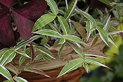 Variegated Basket Grass (Oplismenus hirtellus 'Variegatus') at Make It Green Garden Centre