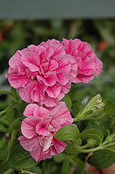 Double Wave Pink Petunia (Petunia 'Double Wave Pink') at Make It Green Garden Centre