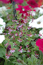 Cuphoric Pink Cuphea (Cuphea 'Cuphoric Pink') at Make It Green Garden Centre