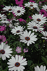 Soprano White African Daisy (Osteospermum 'Soprano White') at Make It Green Garden Centre