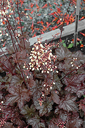 Midnight Bayou Coral Bells (Heuchera 'Midnight Bayou') at Make It Green Garden Centre