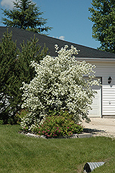 Blizzard Mockorange (Philadelphus 'Blizzard') at Make It Green Garden Centre