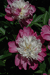 Gay Paree Peony (Paeonia 'Gay Paree') at Make It Green Garden Centre