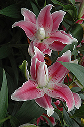 Sweet Rosy Lily (Lilium 'Sweet Rosy') at Make It Green Garden Centre