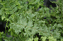 The King Male Fern (Dryopteris affinis 'The King') at Make It Green Garden Centre