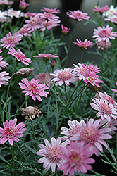 Madeira Crested Violet Marguerite Daisy (Argyranthemum frutescens 'Madeira Crested Violet') at Lurvey Garden Center