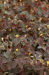 Burgundy Bliss Shamrock (Oxalis vulcanicola 'Burgundy Bliss') at Make It Green Garden Centre