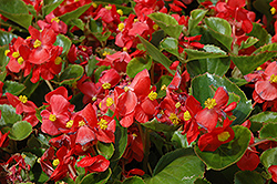 Prelude Scarlet Begonia (Begonia 'Prelude Scarlet') at Make It Green Garden Centre
