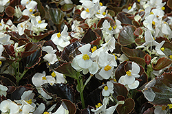 Harmony White Begonia (Begonia 'Harmony White') at Make It Green Garden Centre