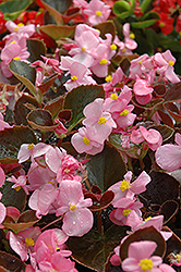 Harmony Pink Begonia (Begonia 'Harmony Pink') at Make It Green Garden Centre