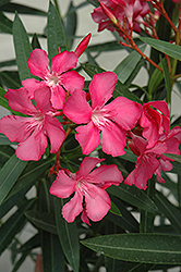 Oleander (Nerium oleander) at Make It Green Garden Centre