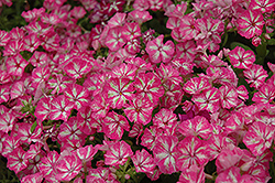 Grammy Pink and White Annual Phlox (Phlox 'Grammy Pink and White') at Make It Green Garden Centre