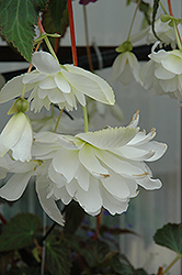 Illumination White Begonia (Begonia 'Illumination White') at Make It Green Garden Centre