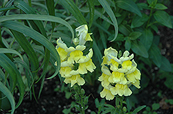 Liberty Classic Yellow Snapdragon (Antirrhinum majus 'Liberty Classic Yellow') at Make It Green Garden Centre