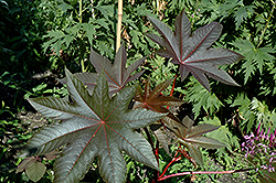 New Zealand Purple Castor Bean (Ricinus communis 'New Zealand Purple') at Make It Green Garden Centre