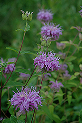 Wild Beebalm (Monarda fistulosa) at Make It Green Garden Centre