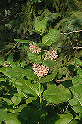 Common Milkweed (Asclepias syriaca) at Lurvey Garden Center
