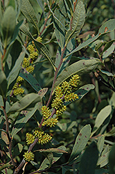 Sweet Gale (Myrica gale) at Make It Green Garden Centre