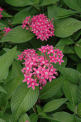 Egyptian Star Flower (Pentas lanceolata) at Make It Green Garden Centre