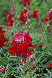 Liberty Classic Crimson Snapdragon (Antirrhinum majus 'Liberty Classic Crimson') at Make It Green Garden Centre