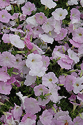 Wave Misty Lilac Petunia (Petunia 'Wave Misty Lilac') at Make It Green Garden Centre