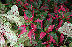 Party Time Alternanthera (Alternanthera ficoidea 'Party Time') at Make It Green Garden Centre