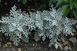 Silver Dust Dusty Miller (Senecio cineraria 'Silver Dust') at Make It Green Garden Centre