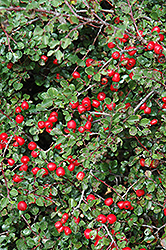 Cranberry Cotoneaster (Cotoneaster apiculatus) at Make It Green Garden Centre