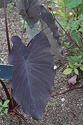 Black Magic Elephant Ear (Colocasia esculenta 'Black Magic') at Make It Green Garden Centre