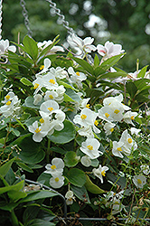 Wax Begonia (Begonia semperflorens) at Make It Green Garden Centre