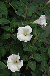 Thorn Apple (Datura inoxia) at Make It Green Garden Centre