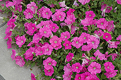 Easy Wave Pink Petunia (Petunia 'Easy Wave Pink') at Make It Green Garden Centre
