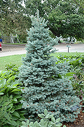 Sester Dwarf Blue Spruce (Picea pungens 'Sester Dwarf') at Make It Green Garden Centre
