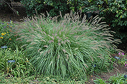 Fountain Grass (Pennisetum alopecuroides) at Make It Green Garden Centre