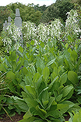 Woodland Tobacco (Nicotiana sylvestris) at Make It Green Garden Centre