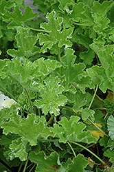 Attar Of Roses Scented Geranium (Pelargonium 'Attar Of Roses') at Make It Green Garden Centre