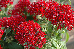 Graffiti Red Lace Star Flower (Pentas lanceolata 'Graffiti Red Lace') at Make It Green Garden Centre