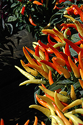 Sweet Pepper (Capsicum annuum) at Make It Green Garden Centre