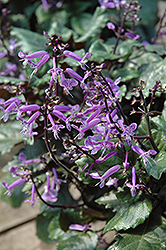 Mona Lavender Swedish Ivy (Plectranthus 'Mona Lavender') at Make It Green Garden Centre