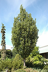 Crimson Spire Oak (Quercus 'Crimschmidt') at Make It Green Garden Centre