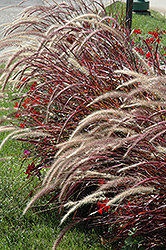 Fireworks Fountain Grass (Pennisetum setaceum 'Fireworks') at Make It Green Garden Centre