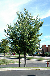 Common Hackberry (Celtis occidentalis) at Make It Green Garden Centre