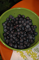 Peach Sorbet Blueberry (Vaccinium 'ZF06-043') at Make It Green Garden Centre