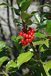 Blue Maid Meserve Holly (Ilex x meserveae 'Mesid') at Lurvey Garden Center