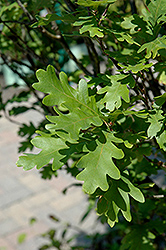 Crimson Spire Oak (Quercus 'Crimschmidt') at Make It Green Garden Centre