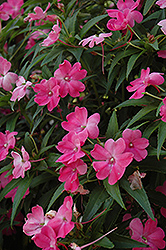 SunPatiens Vigorous Pink New Guinea Impatiens (Impatiens 'SunPatiens Vigorous Pink') at Make It Green Garden Centre