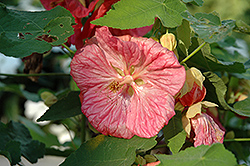 Bella Pink Flowering Maple (Abutilon 'Bella Pink') at Make It Green Garden Centre