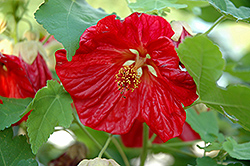 Bella Red Flowering Maple (Abutilon 'Bella Red') at Make It Green Garden Centre